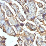 FFPE human placenta sections stained with 100 ul anti-Galectin-13 (clone PP13/1162) at 1:400. HIER epitope retrieval prior to staining was performed in 10mM Citrate, pH 6.0 or 10mM Tris 1mM EDTA, pH 9.0.
